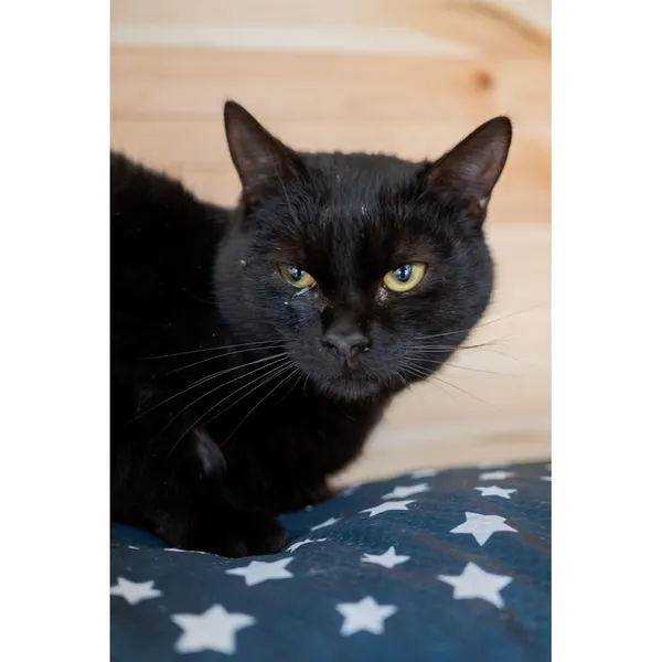 Znaleziono kota, Białystok, 12 października 2024 (3/3)