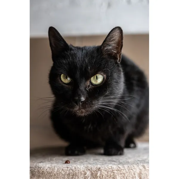 Znaleziono kota, Białystok, 5 grudnia 2024 (3/5)