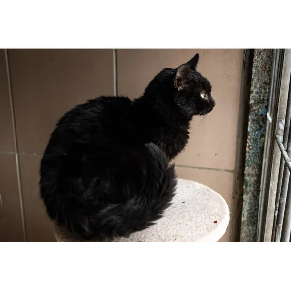 Znaleziono kota, Białystok, 5 grudnia 2024 (4/5)