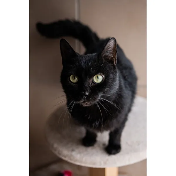 Znaleziono kota, Białystok, 5 grudnia 2024 (5/5)