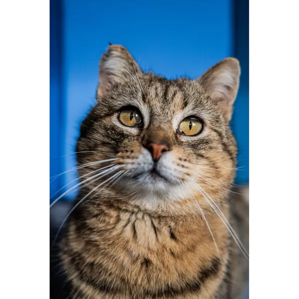 Znaleziono kota, Białystok, 14 listopada 2024 (1/5)