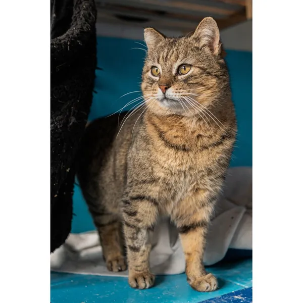 Znaleziono kota, Białystok, 14 listopada 2024 (3/5)