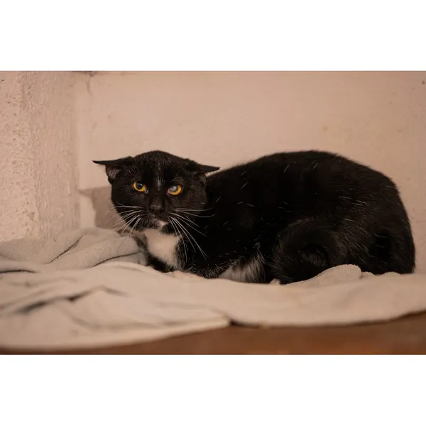 Znaleziono kota, Białystok, 16 października 2024 (2/3)