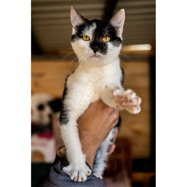 Znaleziono kota, Białystok, 15 października 2024 (4/5)