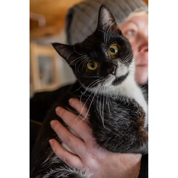 Znaleziono kota, Białystok, 21 grudnia 2024 (2/5)