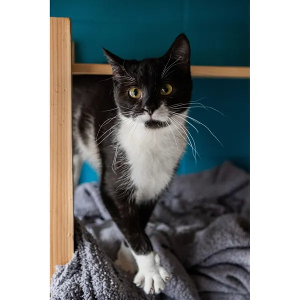 Znaleziono kota, Białystok, 21 grudnia 2024 (4/5)