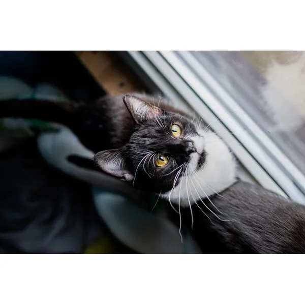 Znaleziono kota, Białystok, 21 grudnia 2024 (5/5)