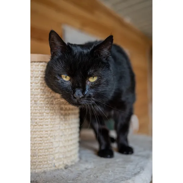 Znaleziono kota, Białystok, 29 grudnia 2024 (1/4)