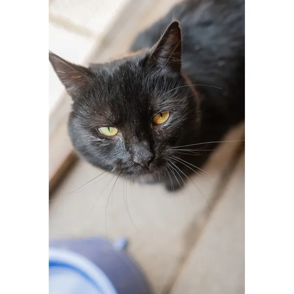 Znaleziono kota, Białystok, 29 grudnia 2024 (3/4)