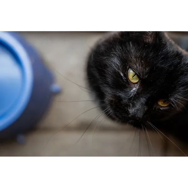 Znaleziono kota, Białystok, 29 grudnia 2024 (4/4)