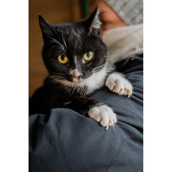 Znaleziono kota, Białystok, 20 stycznia 2025 (1/4)