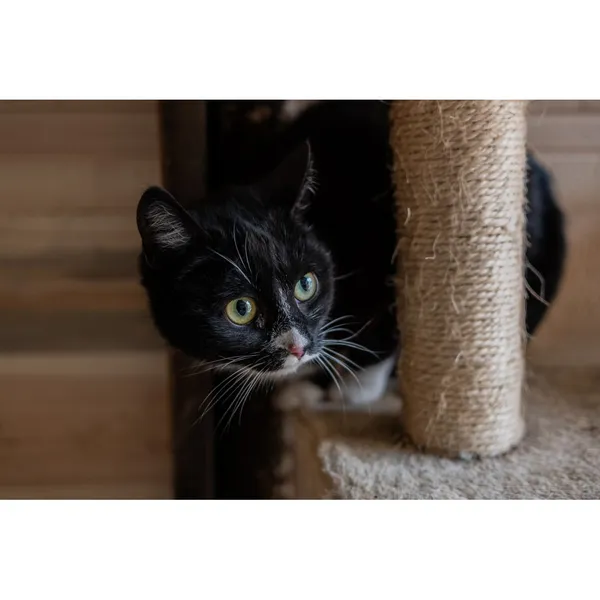 Znaleziono kota, Białystok, 20 stycznia 2025 (2/4)