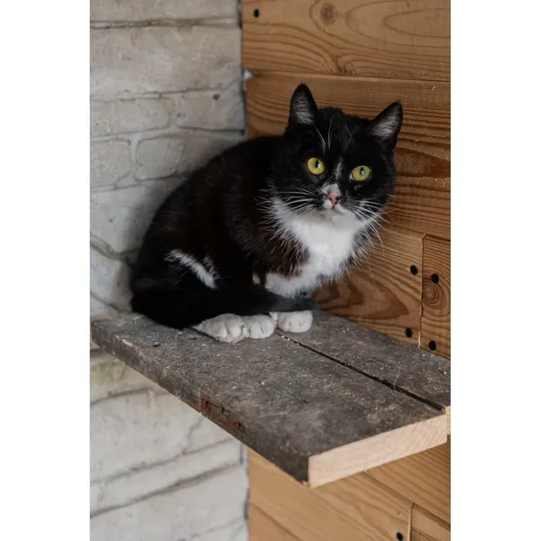 Znaleziono kota, Białystok, 20 stycznia 2025 (4/4)