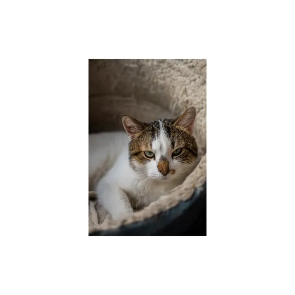 Znaleziono kota, Białystok, 23 stycznia 2025 (1/3)