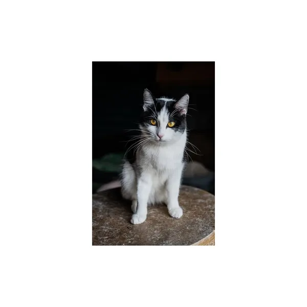 Znaleziono kota, Białystok, 28 stycznia 2025 (1/5)