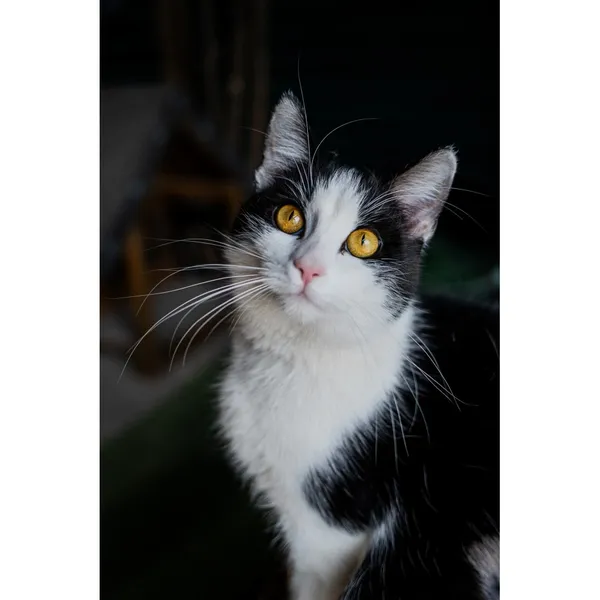 Znaleziono kota, Białystok, 28 stycznia 2025 (3/5)