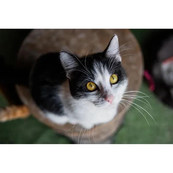 Znaleziono kota, Białystok, 28 stycznia 2025 (4/5)