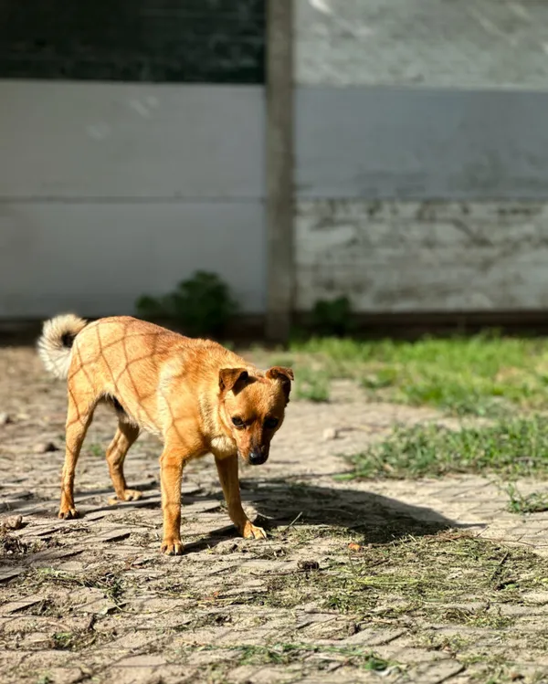 Pies do adopcji, Korabiewice, 18 marca 2025 (2/5)