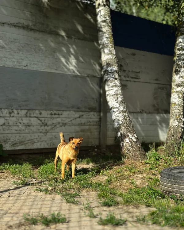 Pies do adopcji, Korabiewice, 18 marca 2025 (4/5)