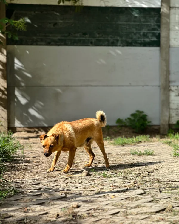 Pies do adopcji, Korabiewice, 18 marca 2025 (5/5)