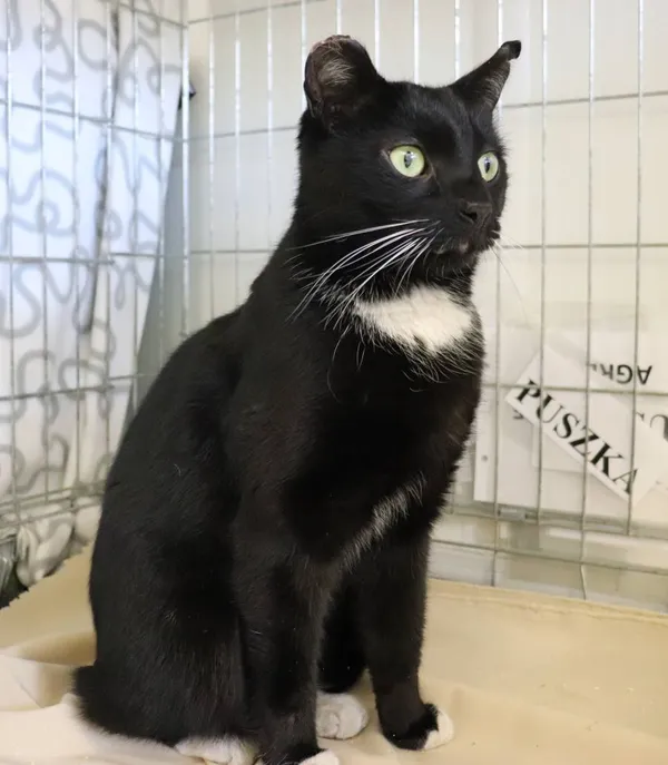 Znaleziono kota, Łódź, 18 marca 2025 (2/2)