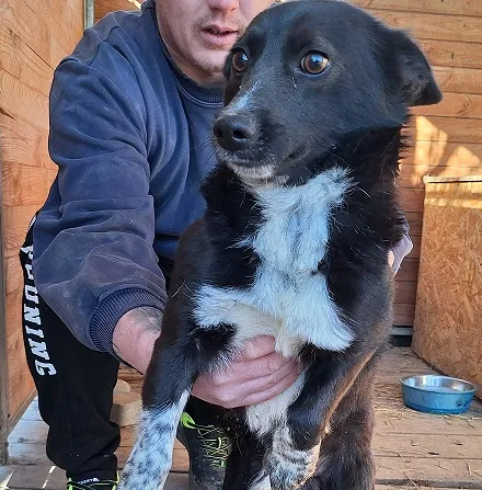 Pies do adopcji, Orzechowce, 13 marca 2025 (1/5)