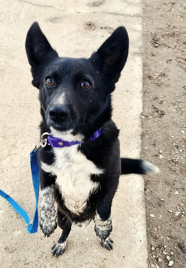 Pies do adopcji, Orzechowce, 13 marca 2025 (3/5)