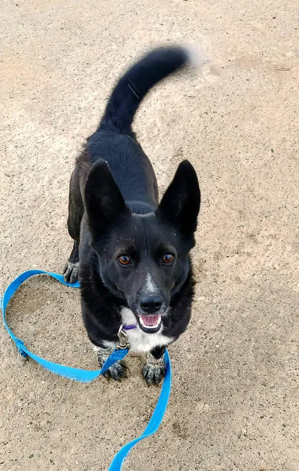 Pies do adopcji, Orzechowce, 13 marca 2025 (4/5)