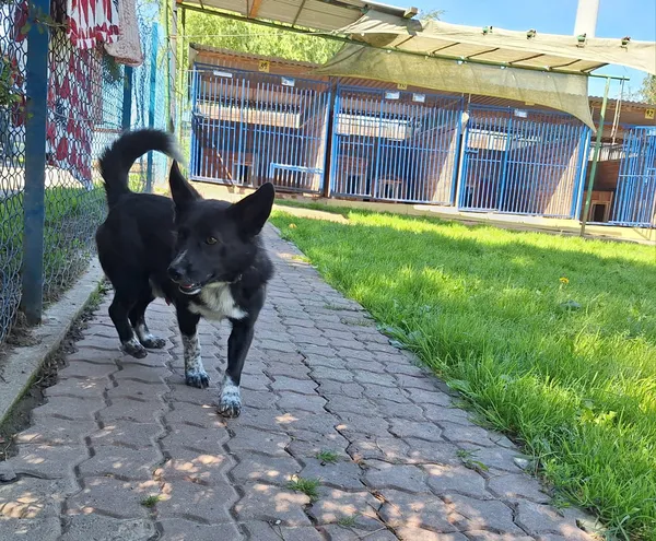 Pies do adopcji, Orzechowce, 13 marca 2025 (5/5)