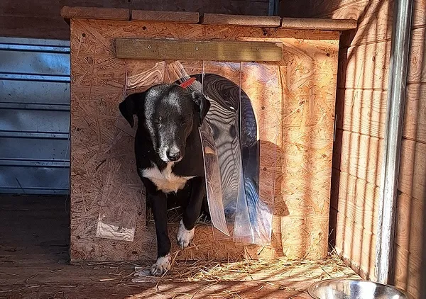 Pies do adopcji, Orzechowce, 13 marca 2025 (1/5)