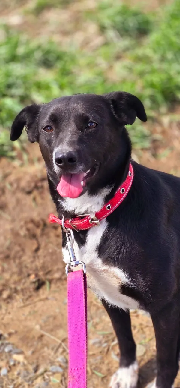 Pies do adopcji, Orzechowce, 13 marca 2025 (2/5)