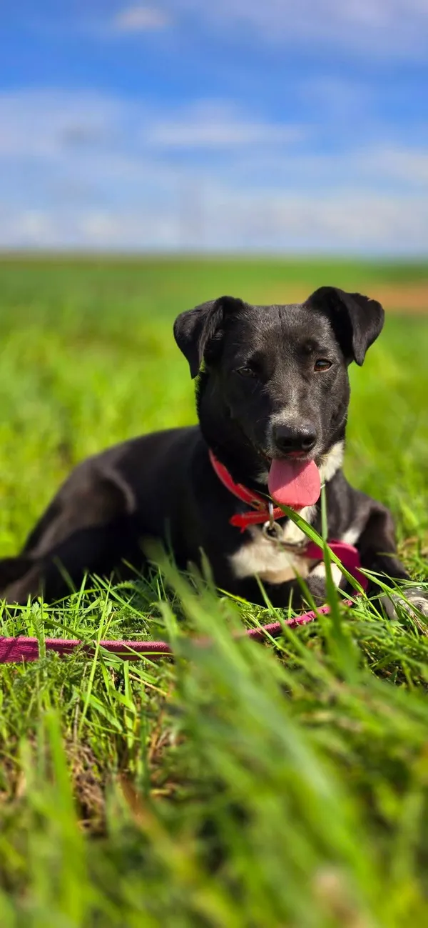 Pies do adopcji, Orzechowce, 13 marca 2025 (3/5)