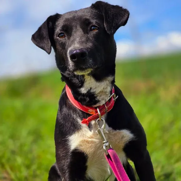 Pies do adopcji, Orzechowce, 13 marca 2025 (4/5)