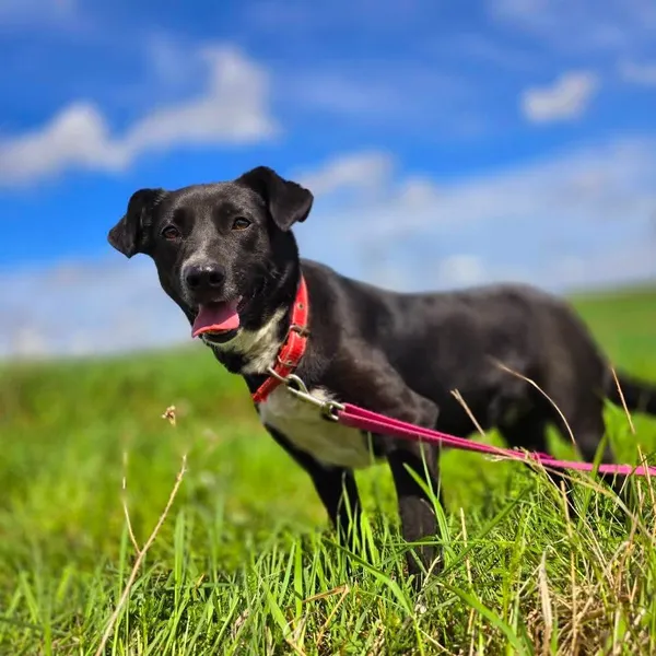 Pies do adopcji, Orzechowce, 13 marca 2025 (5/5)