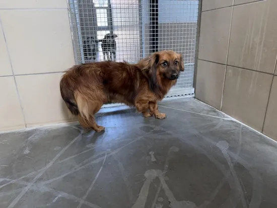 Pies do adopcji, Kraków, 4 marca 2025