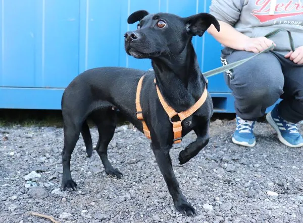 Znaleziono psa, Łódź, 18 marca 2025 (1/4)