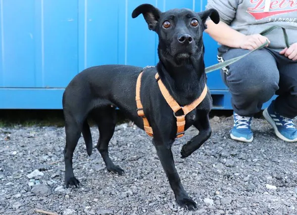 Znaleziono psa, Łódź, 18 marca 2025 (3/4)