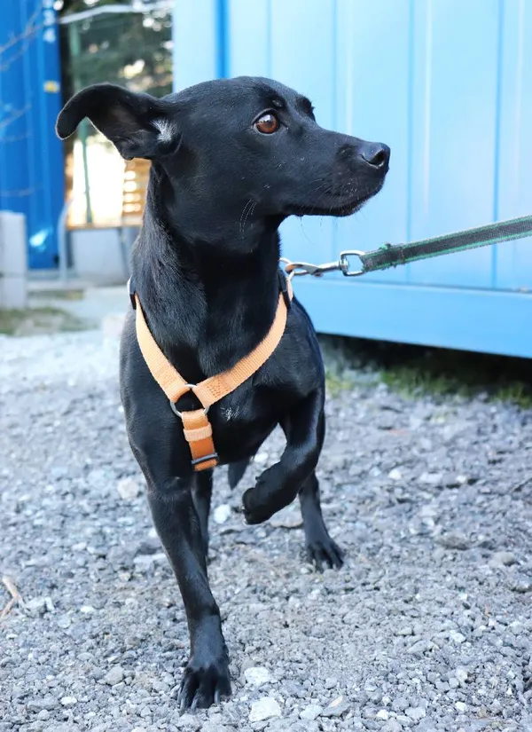 Znaleziono psa, Łódź, 18 marca 2025 (4/4)