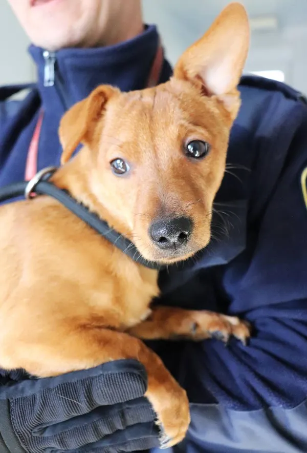 Znaleziono psa, Łódź, 18 marca 2025 (1/4)