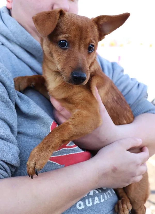 Znaleziono psa, Łódź, 18 marca 2025 (3/4)