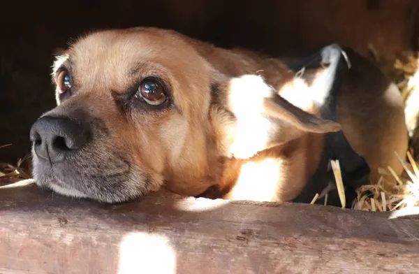 Znaleziono psa, Łódź, 18 marca 2025 (1/3)