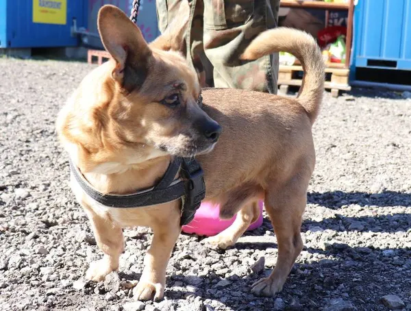 Znaleziono psa, Łódź, 18 marca 2025 (2/3)