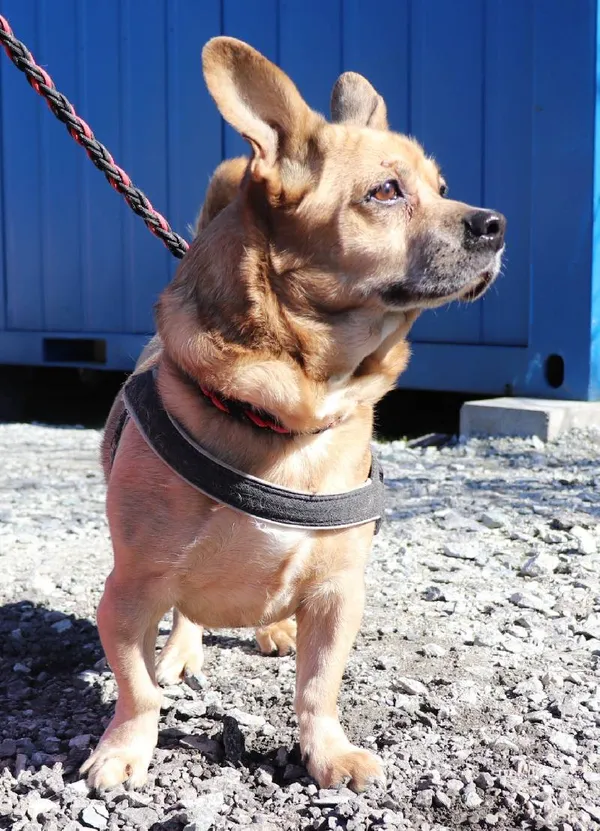 Znaleziono psa, Łódź, 18 marca 2025 (3/3)