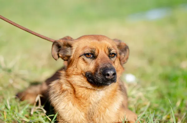 Oddam psa, Gdańsk, Strzyża, 19 marca 2025 (1/3)