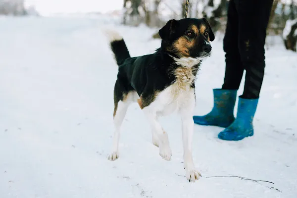 Oddam psa, Szłapy, 19 marca 2025 (3/4)