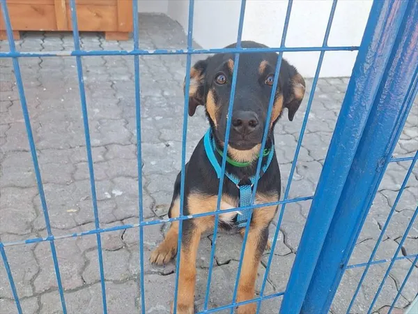 Pies do adopcji, Gorzów Wielkopolski, 8 lutego 2026