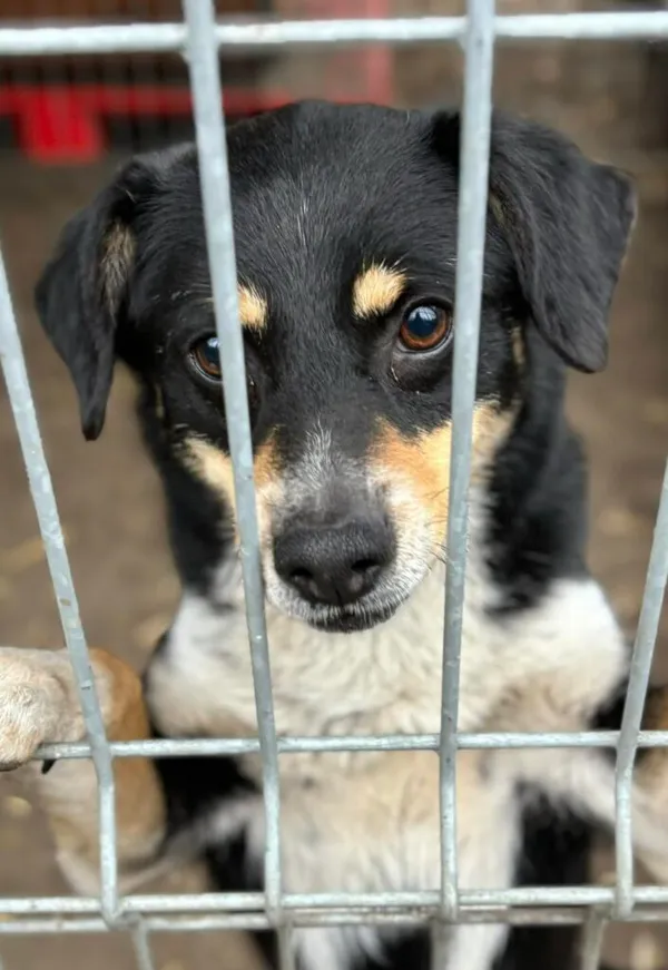 Pies do adopcji, Przyborówko, 14 kwietnia 2025 (1/4)