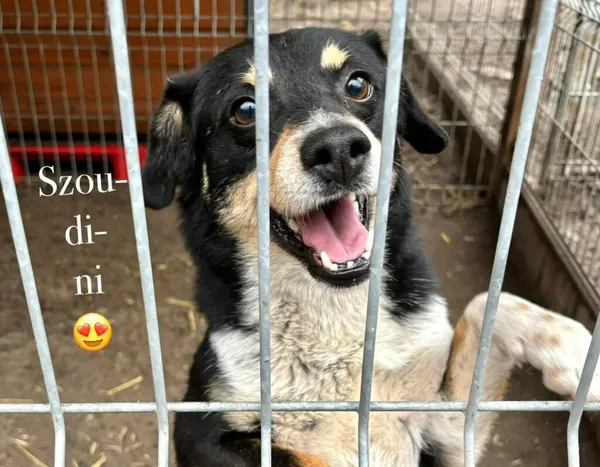 Pies do adopcji, Przyborówko, 14 kwietnia 2025 (2/4)