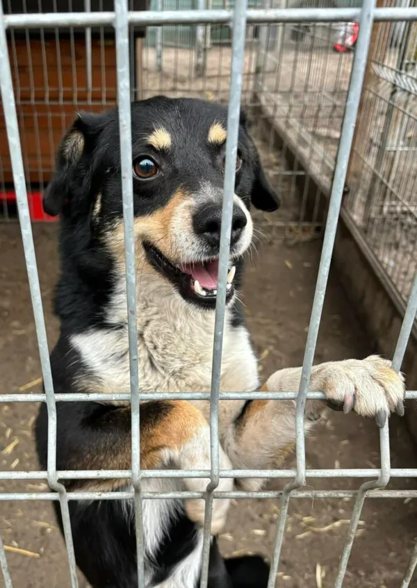 Pies do adopcji, Przyborówko, 14 kwietnia 2025 (3/4)