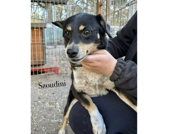 Pies do adopcji, Przyborówko, 23 lutego 2026 (4/5)